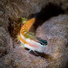 blenny in the spotlight