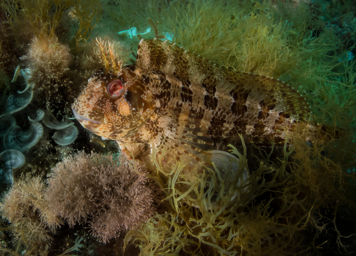 Blenny neu bearbeitet