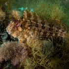 Blenny neu bearbeitet