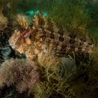 Blenny Nochmals bearbeitet