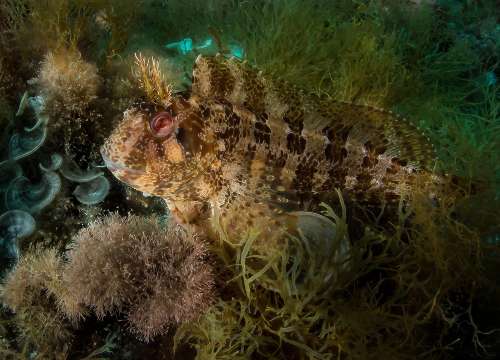 Blenny Nochmals bearbeitet