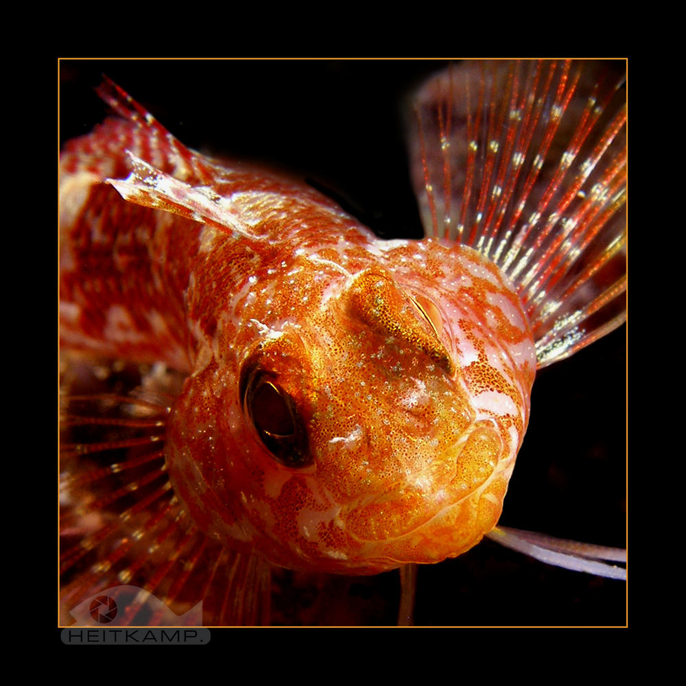 Blenny (Parablennius pilicornis)