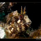 Blenny (Parablennius tentacularis)