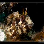 Blenny (Parablennius tentacularis)