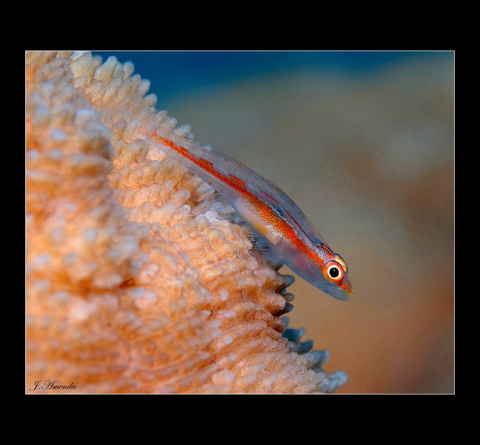 Blenny reload