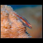 Blenny reload