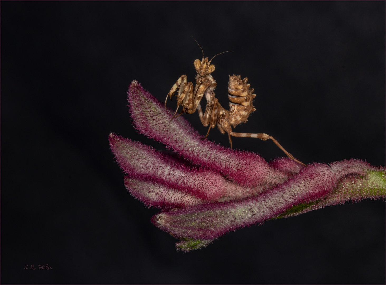 Blepharopsis mendica Larve Foto & Bild fotos, canon, makro Bilder auf