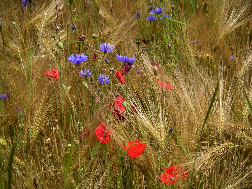 blés dorés et coquelicots