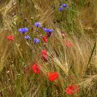 blés dorés et coquelicots