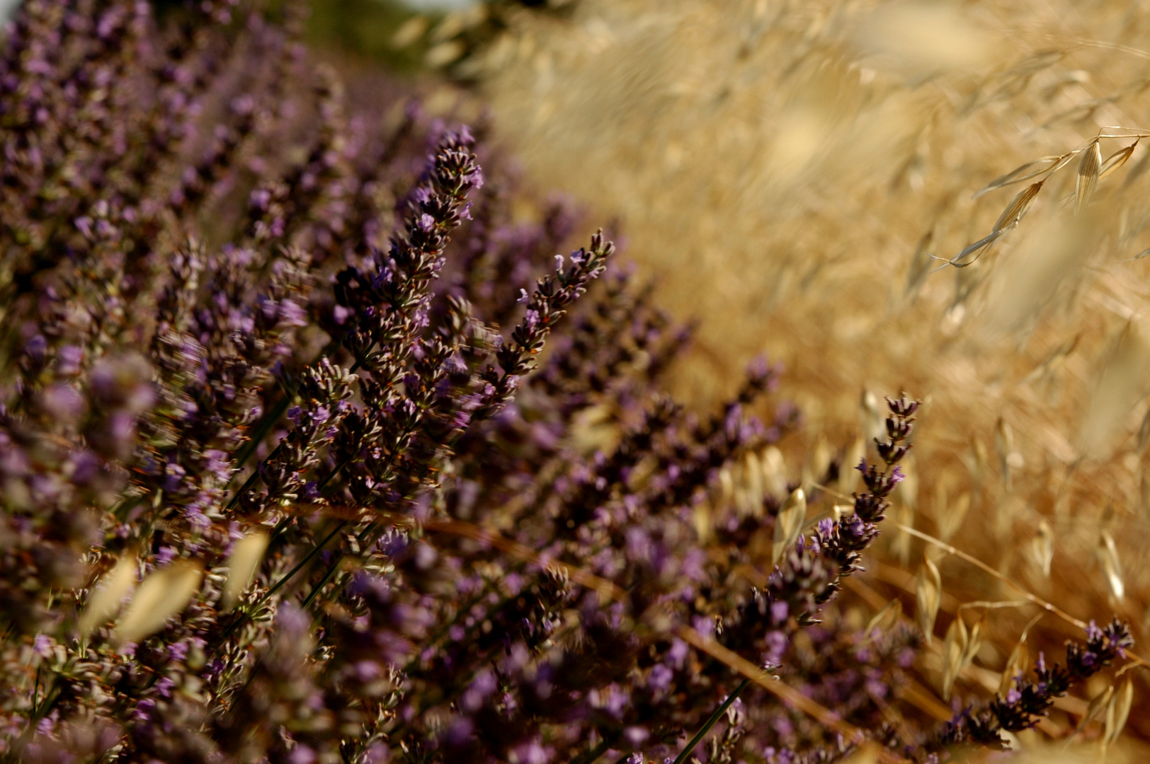 Blés et lavandes de Provence