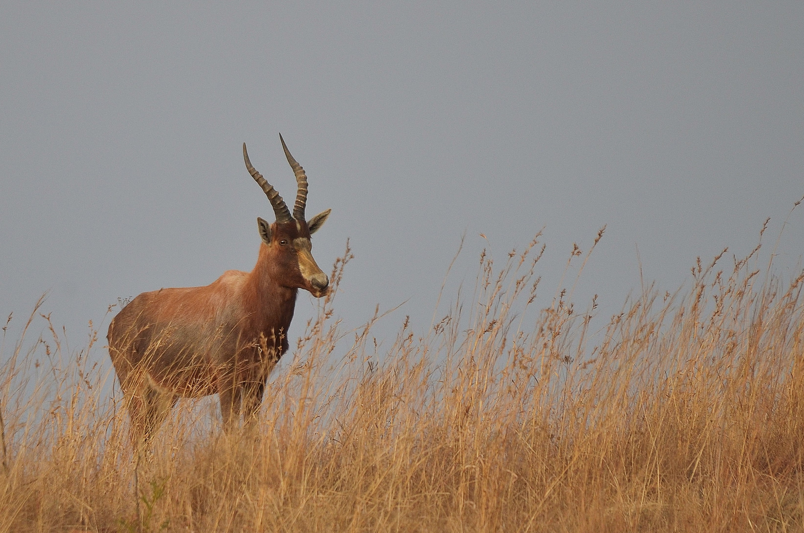 Blesbuck Profile