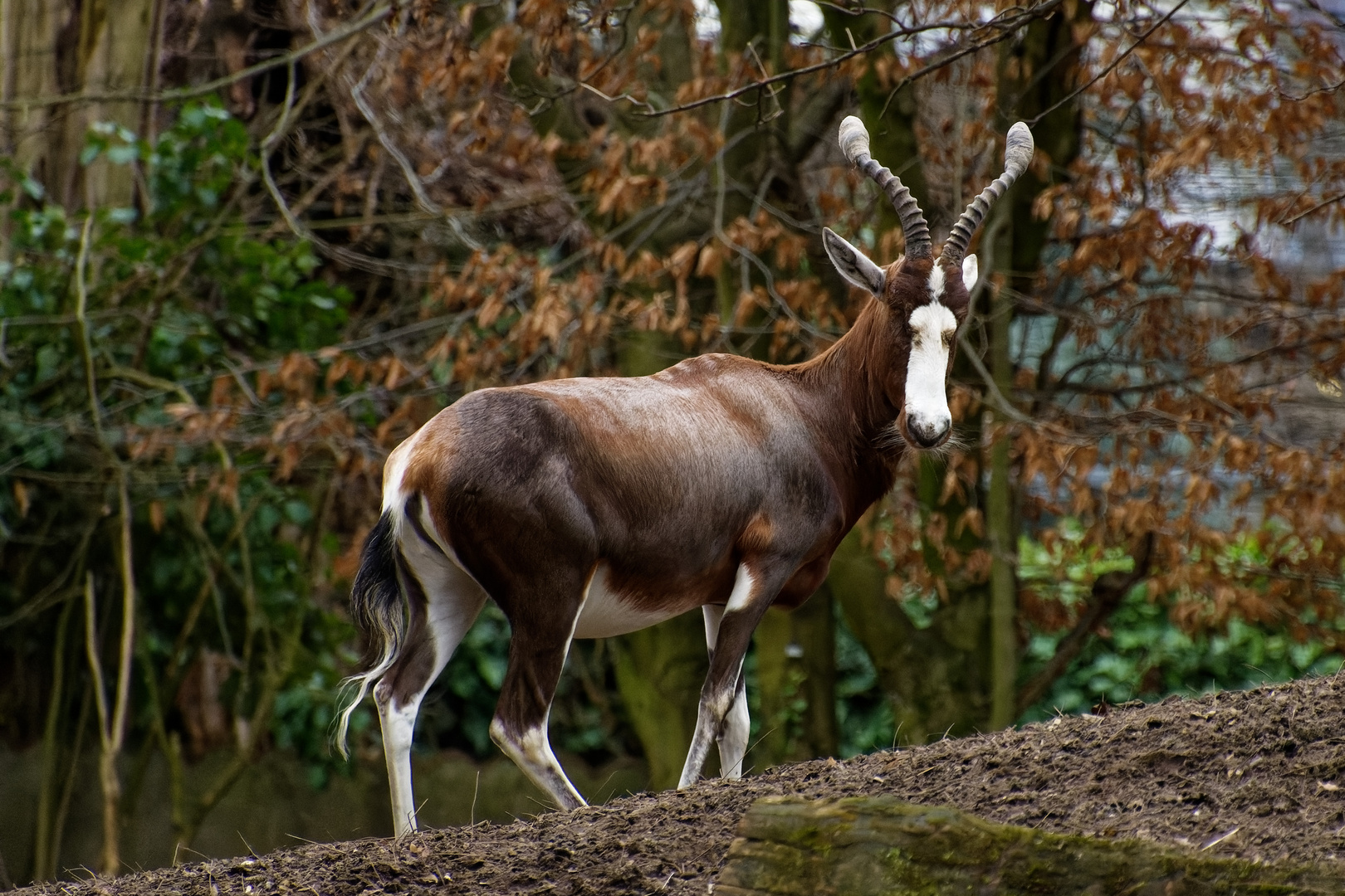 Bleßbock 