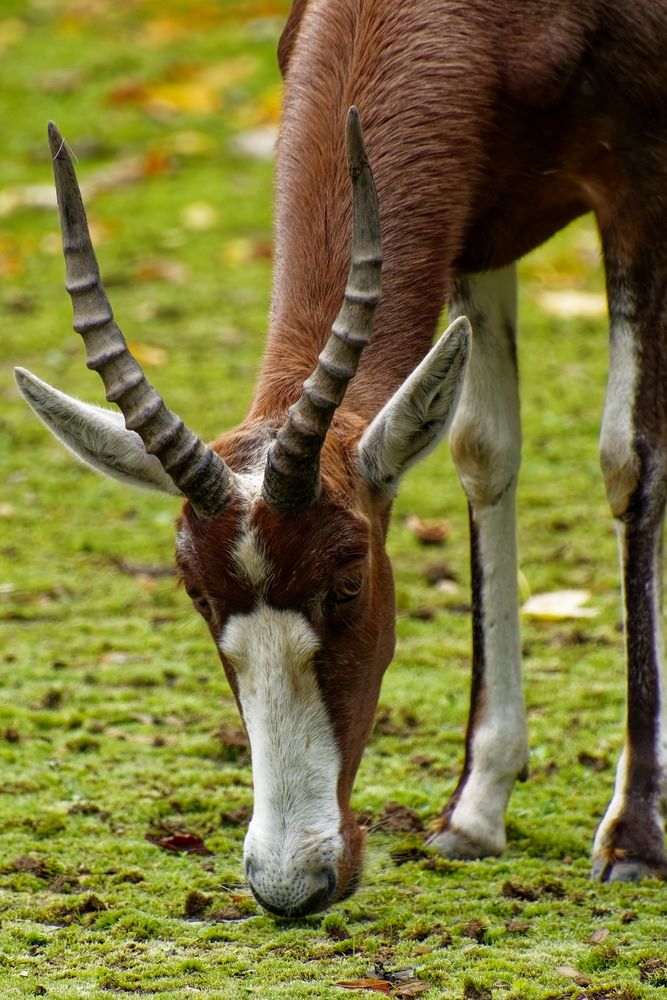 Blessbock Foto & Bild tiere, zoo, wildpark & falknerei, säugetiere
