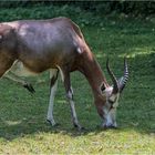 Blessbock (weiblich)