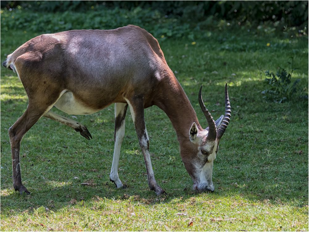 Blessbock (weiblich)