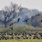 Blessgänse beim Abflug