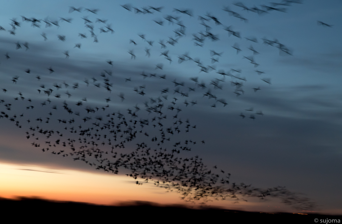 Blessgänse beim Flug zum Nachtlager