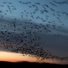 Blessgänse beim Flug zum Nachtlager