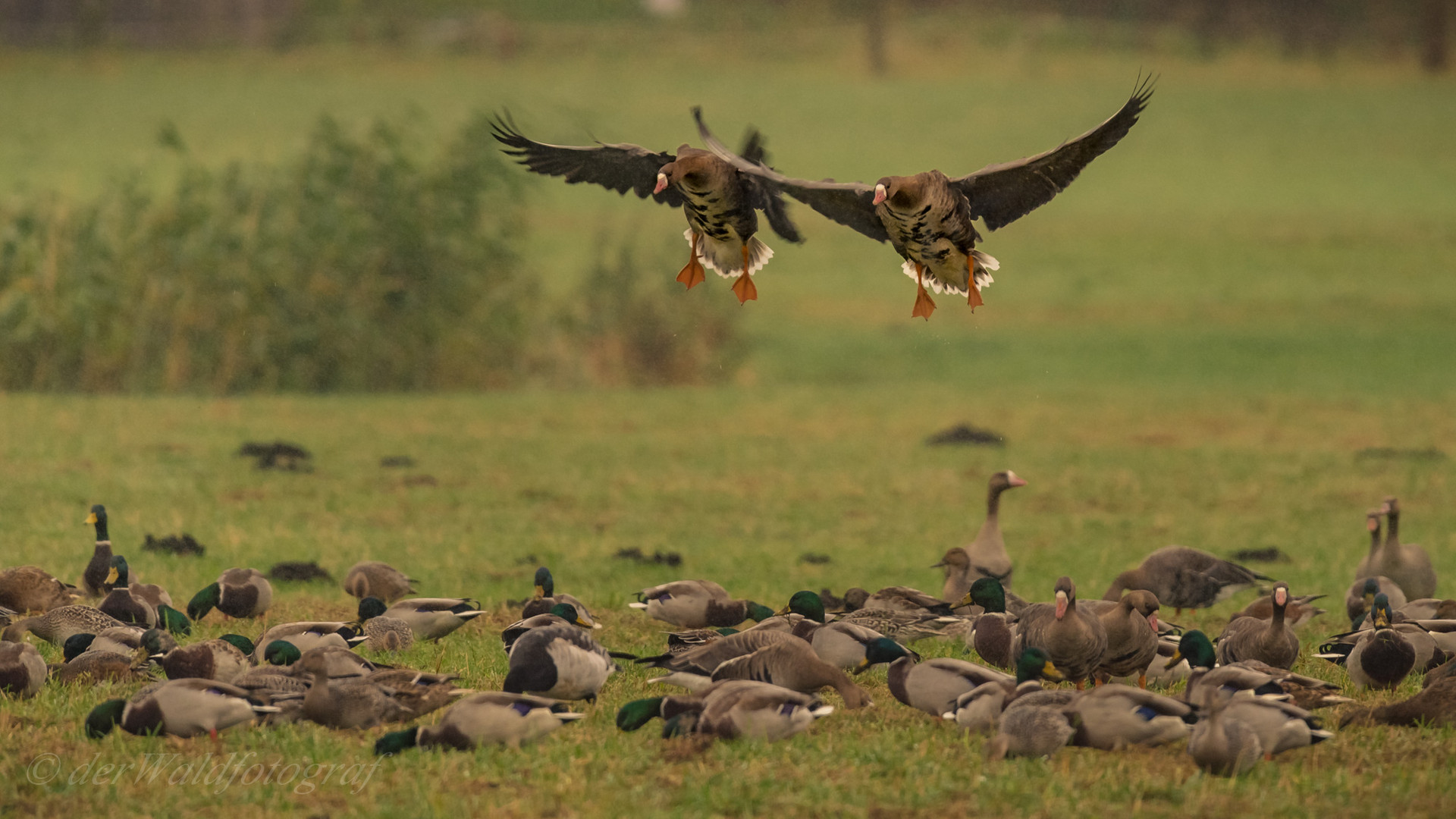 Blessgänse im Anflug