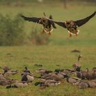 Blessgänse im Anflug