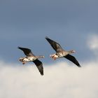 Blessgänse im Anflug