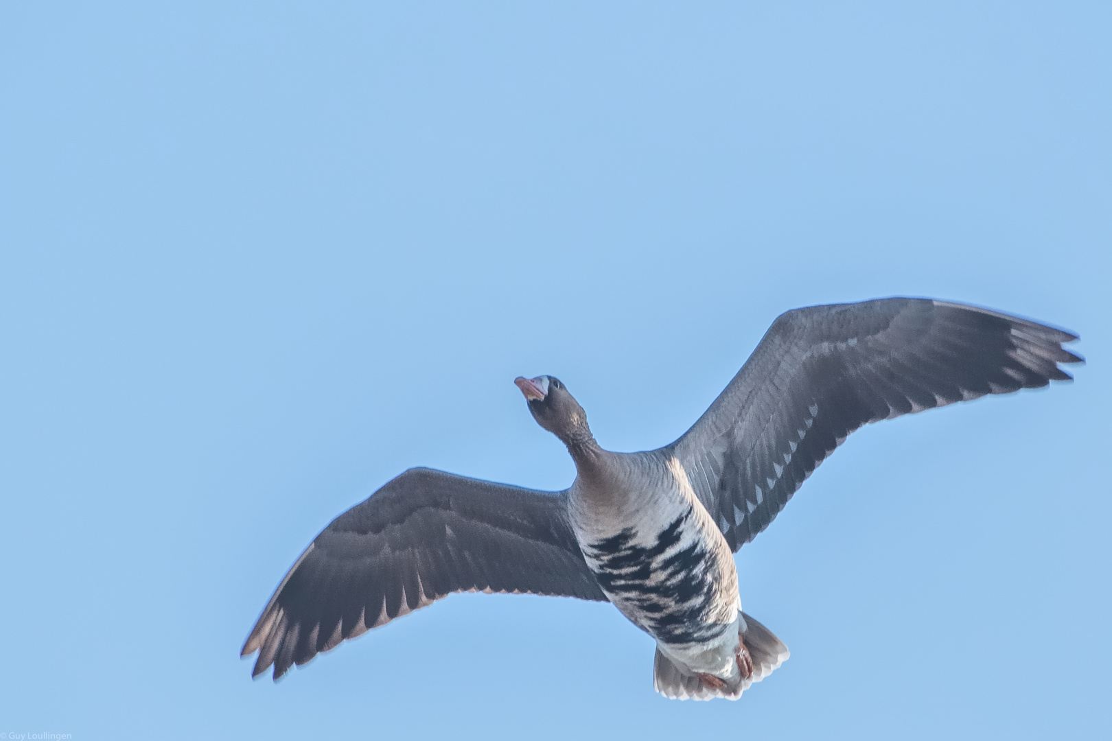 Blessgans / Blässgans im Flug