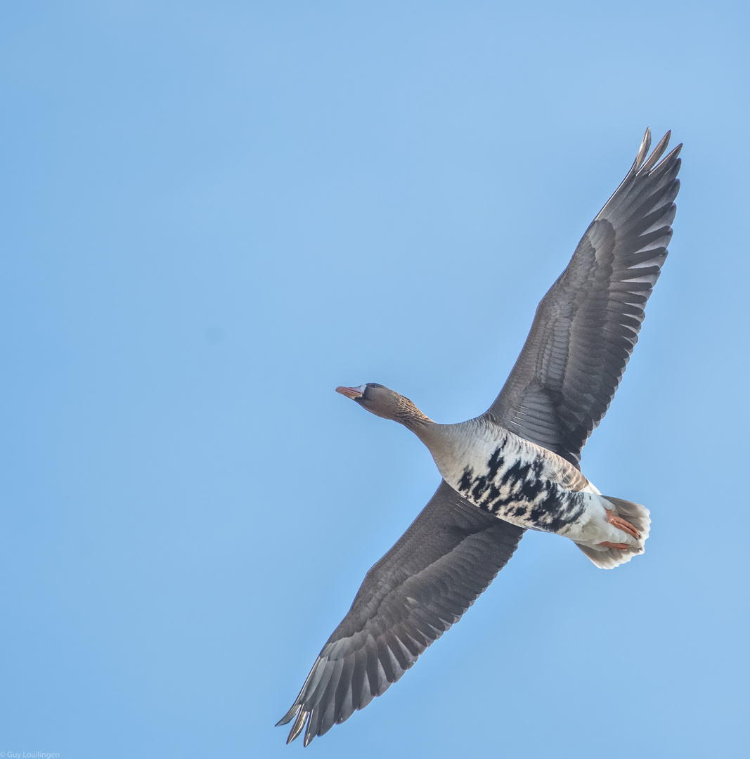 Blessgans / Blässgans im Gleitflug