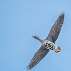 Blessgans / Blässgans im Gleitflug