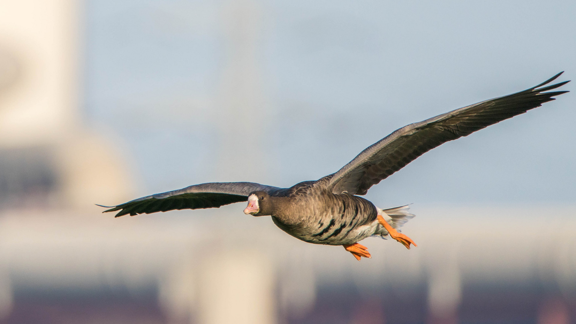 Blessgans im Anflug auf die Rheinauen