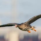 Blessgans im Anflug auf die Rheinauen