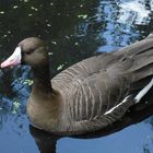 Blessgans im Zoo von Amnéville, Frankreich