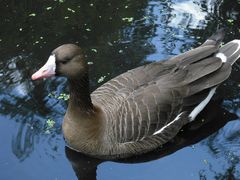 Blessgans im Zoo von Amnéville, Frankreich