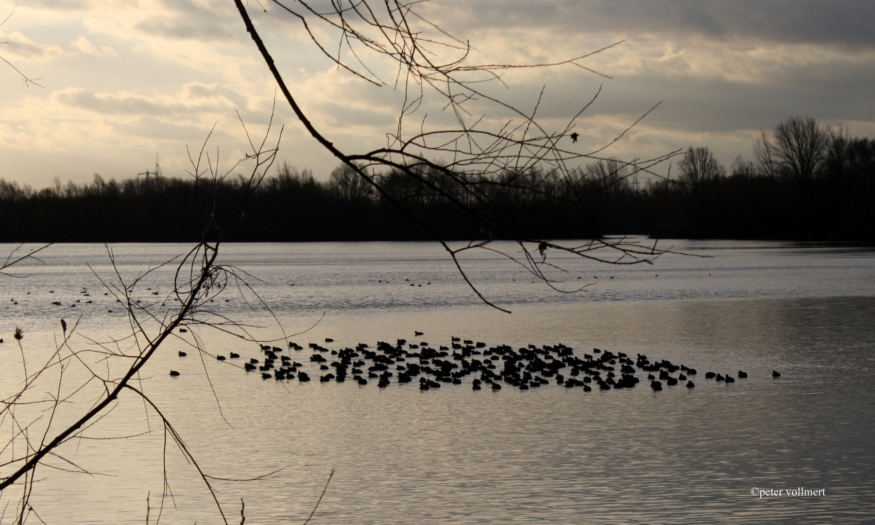 Bleßhühner am Koldinger See