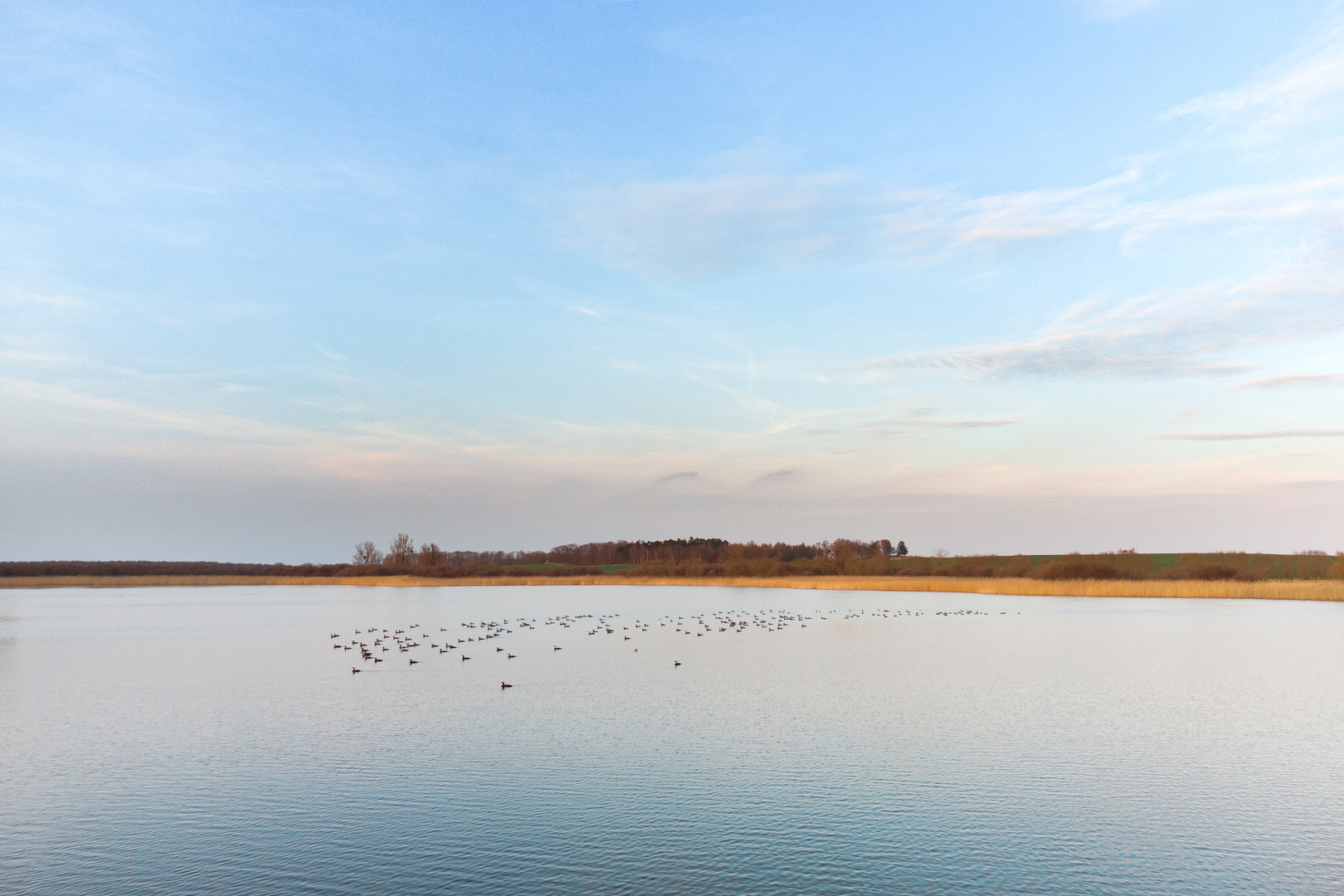 Blesshühner auf dem Teterower See