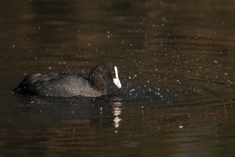 Bleßhuhn