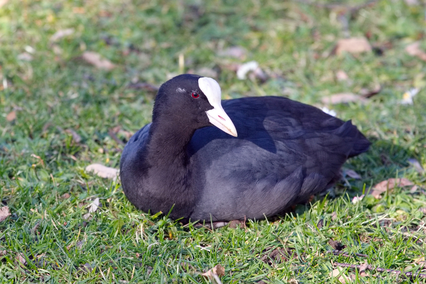 Blesshuhn Foto & Bild tiere, wildlife, wild lebende vögel Bilder auf