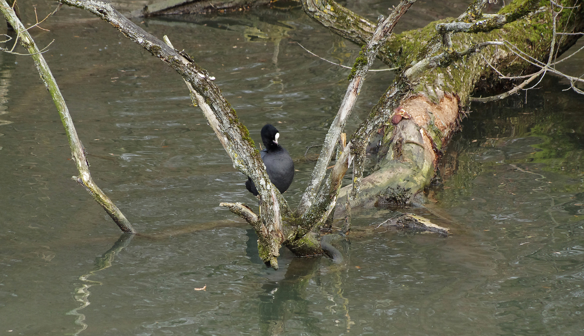 Blesshuhn auf dem alten Neckar