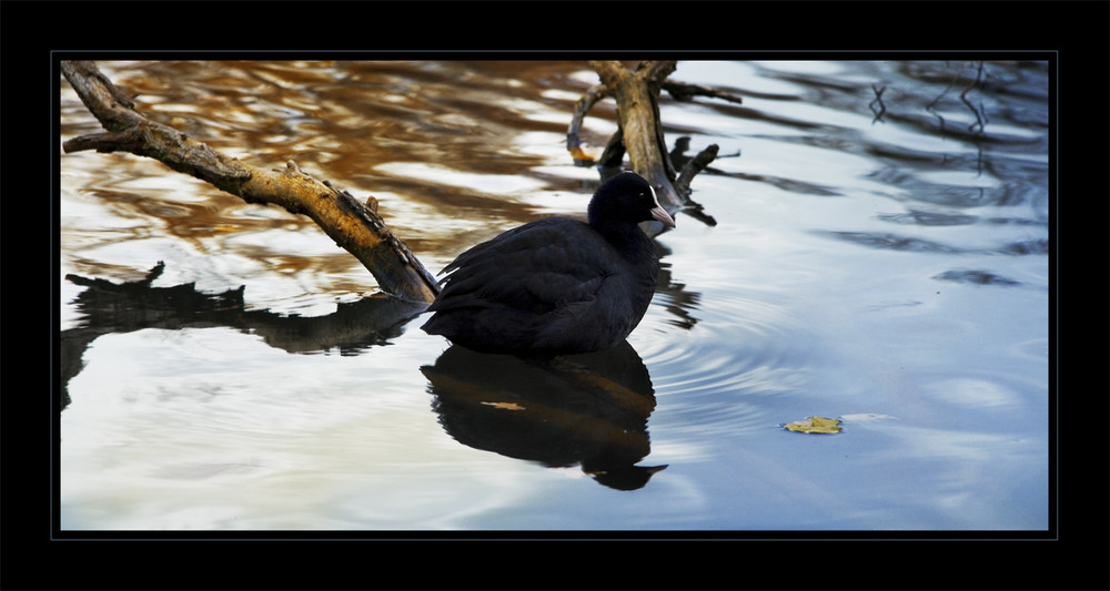 Blesshuhn auf der Limmat