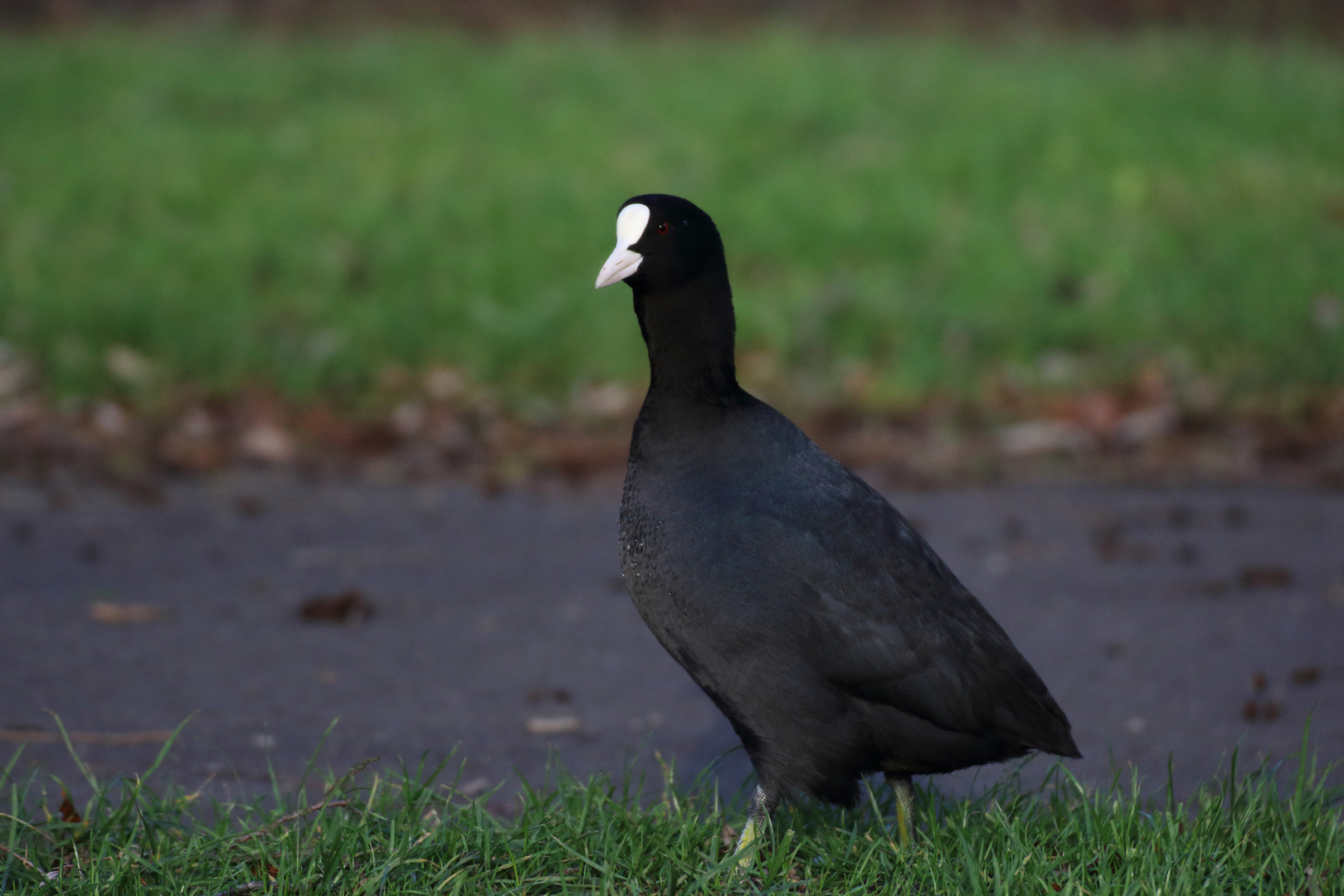 Blesshuhn auf Futtersuche