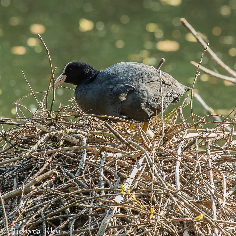 Blesshuhn auf ihrem Nest