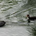  Blesshuhn-Familie unterwegs