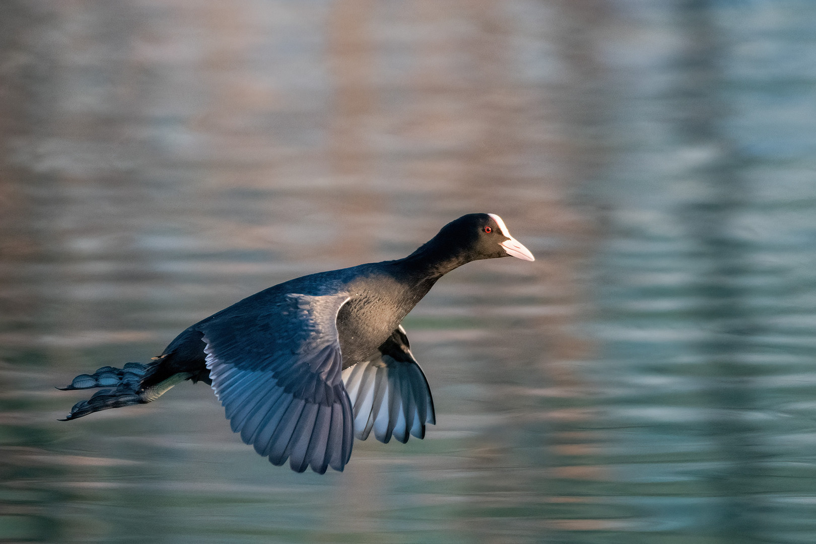 Blesshuhn im Flug