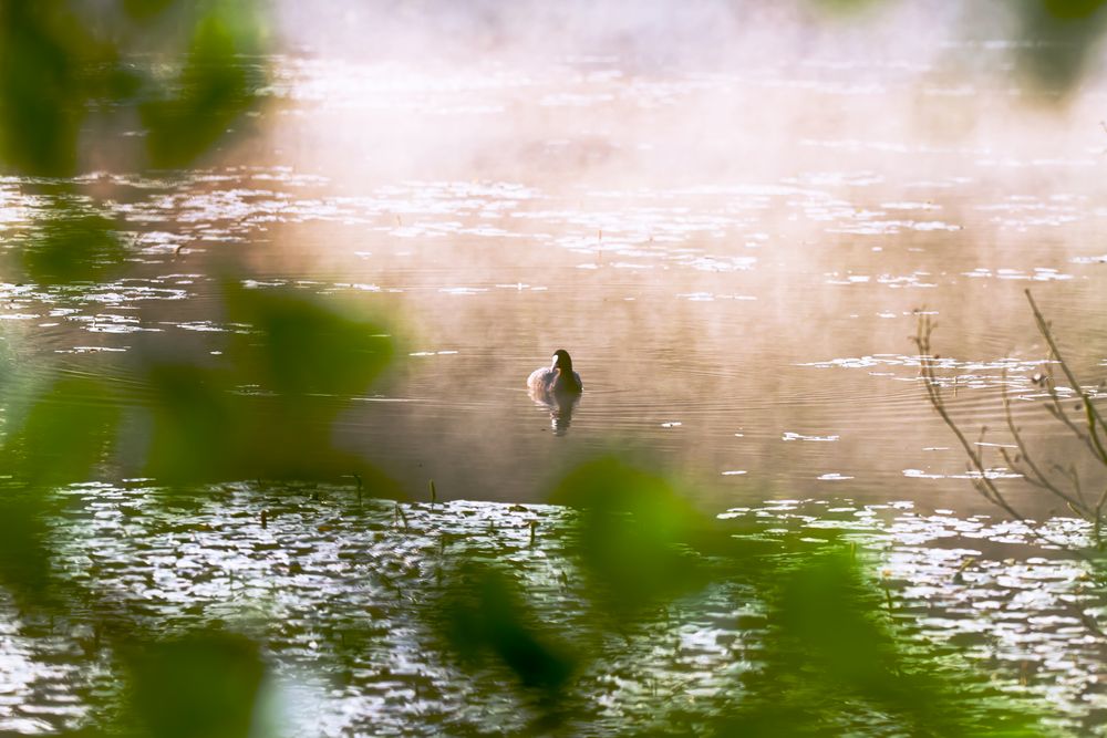 Blesshuhn im Morgennebel