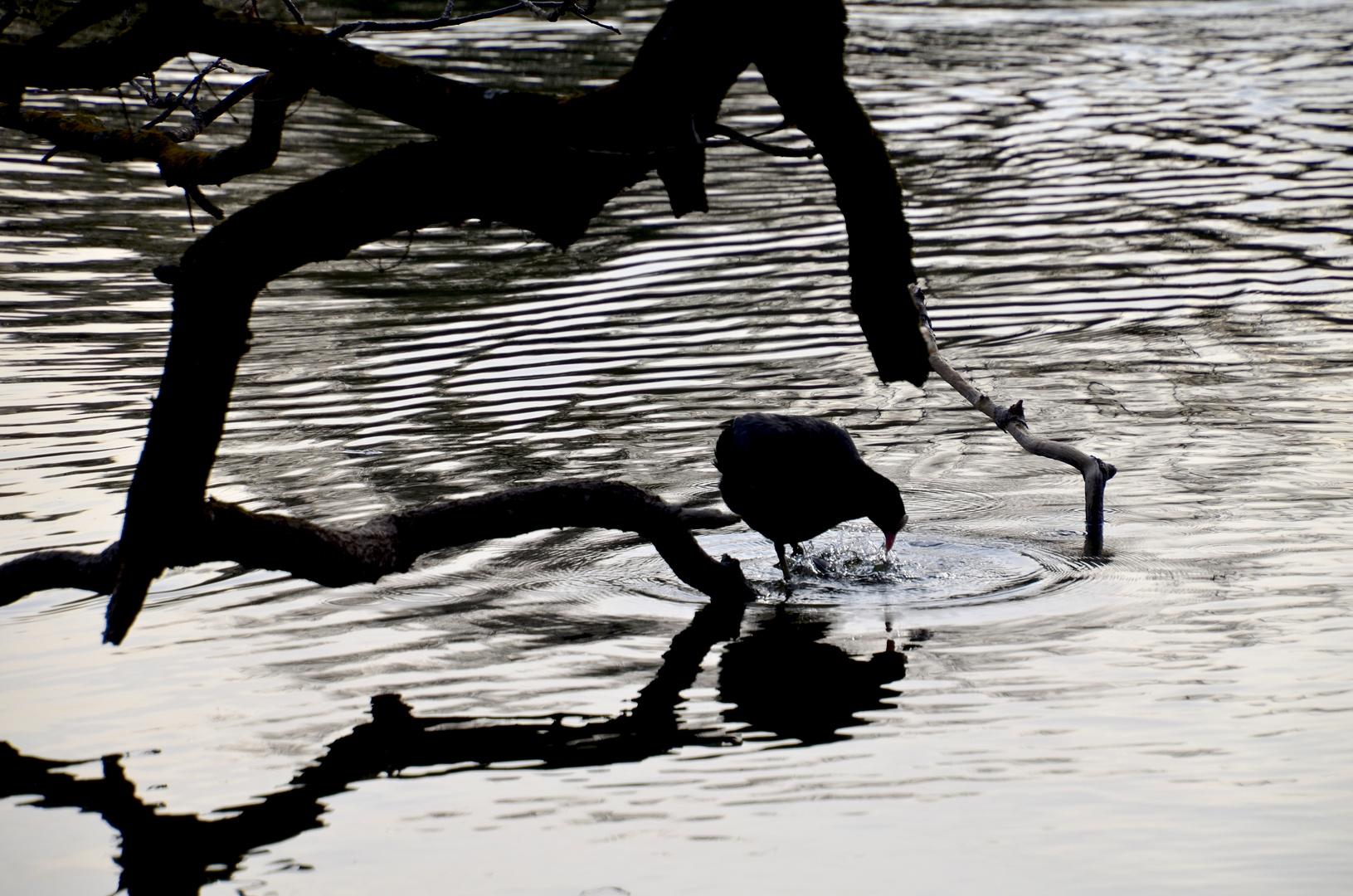 Blesshuhn im Pagodenburger See