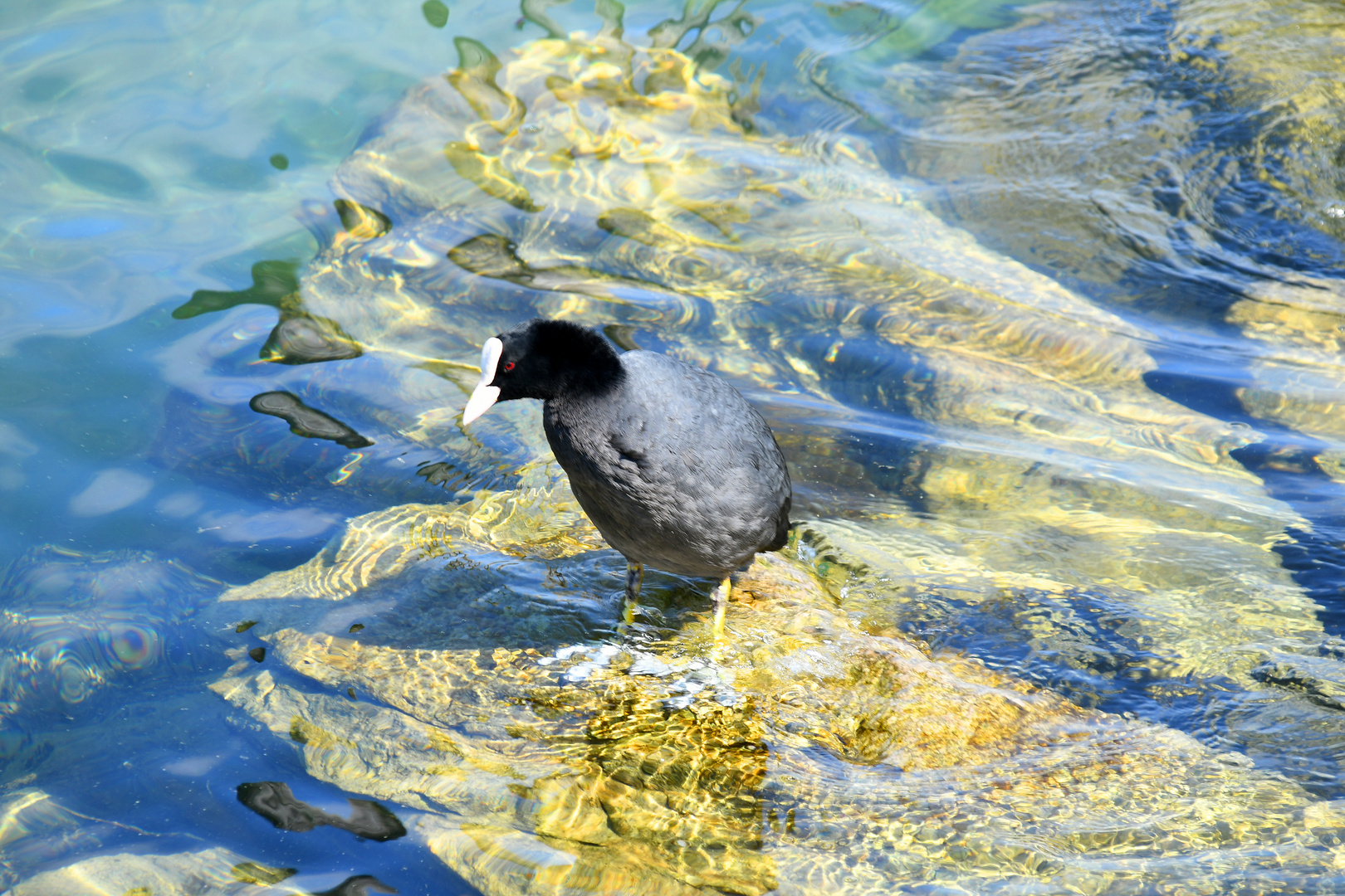 "Blesshuhn im Perlmuttbad"