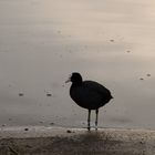 Blesshuhn in der Abenddämmerung