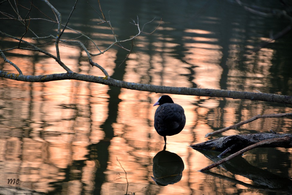 Blesshuhn in der Abendsonne