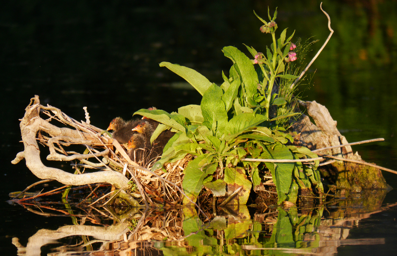 Blesshuhn - Junge Nest