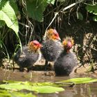 Blesshuhn-Küken an der Werse in Münster