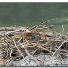 Blesshuhn-Küken im Nest